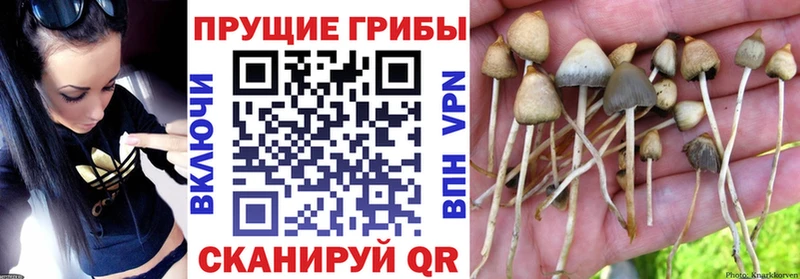 купить наркотик  Мурманск  MEGA зеркало  Псилоцибиновые грибы Magic Shrooms 